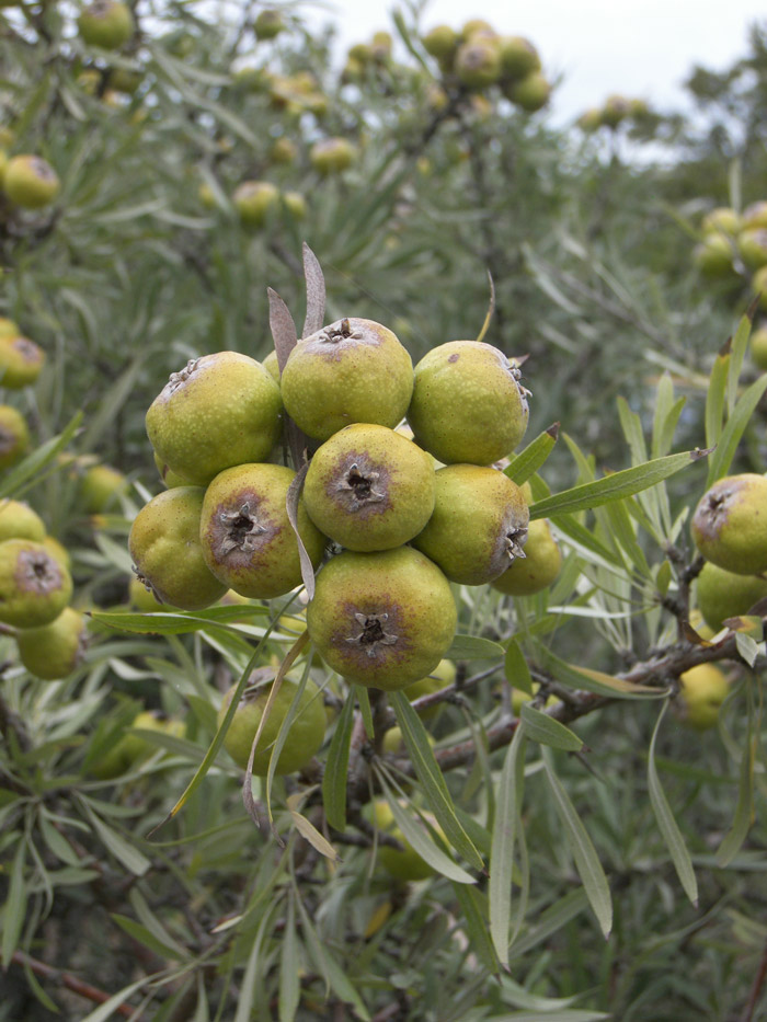 Image of Pyrus salicifolia specimen.