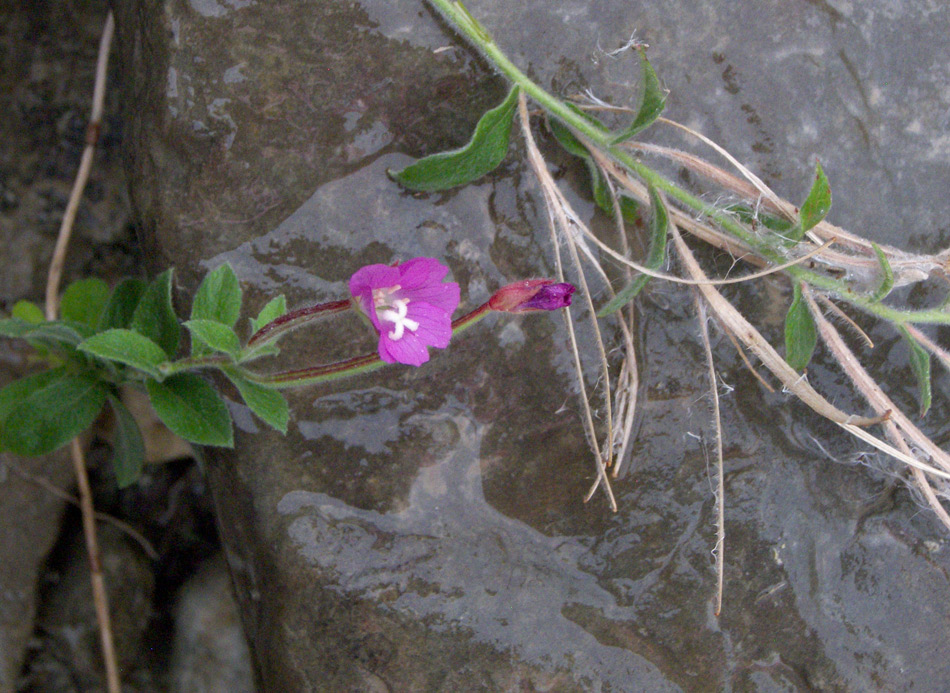 Image of Epilobium hirsutum specimen.