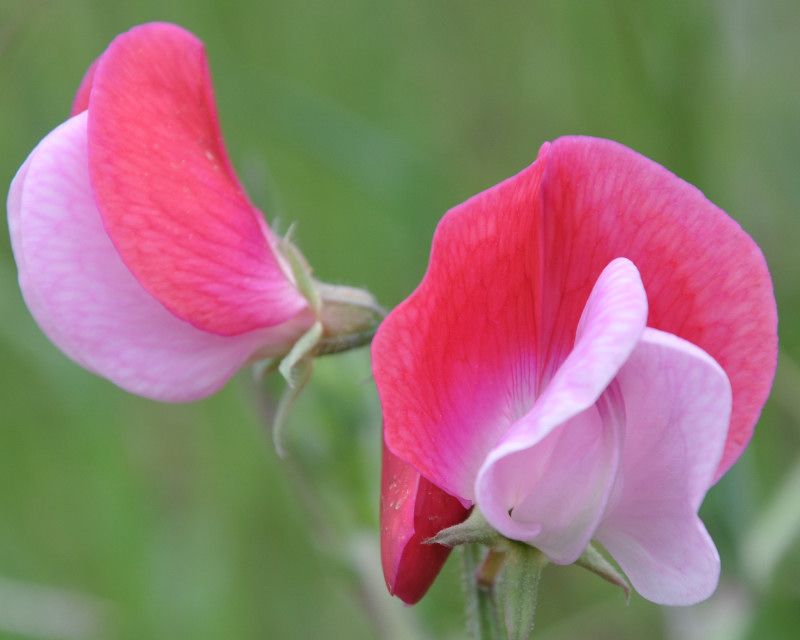 Image of Lathyrus clymenum specimen.