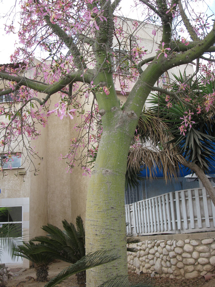 Изображение особи Ceiba speciosa.