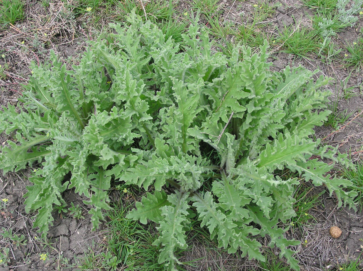 Image of genus Centaurea specimen.