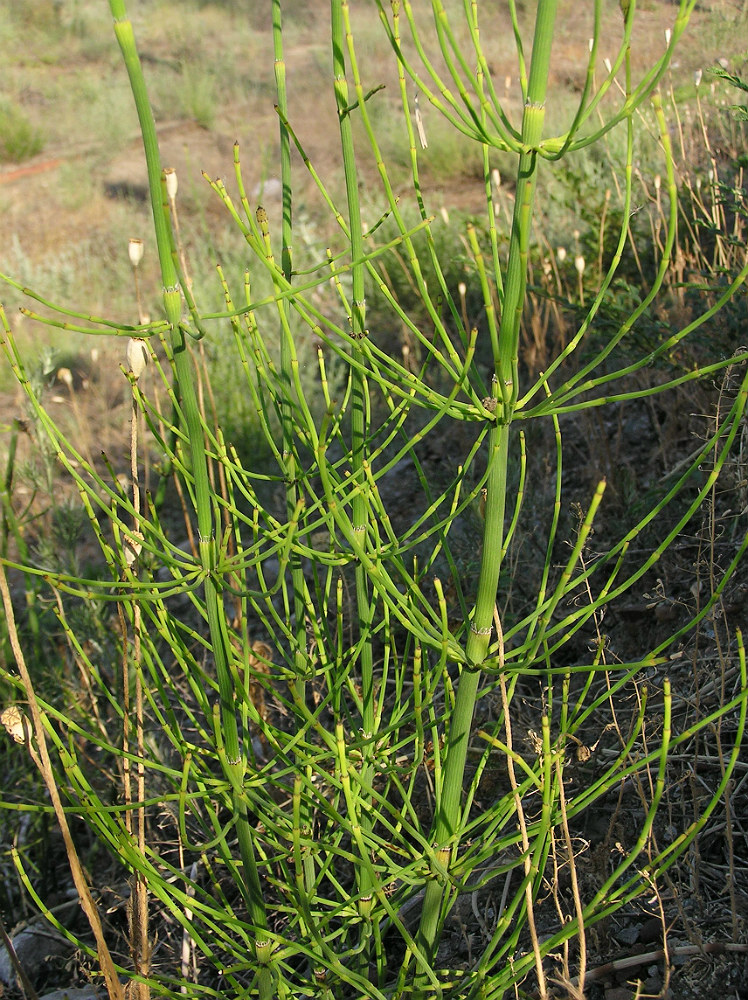 Image of Equisetum ramosissimum specimen.