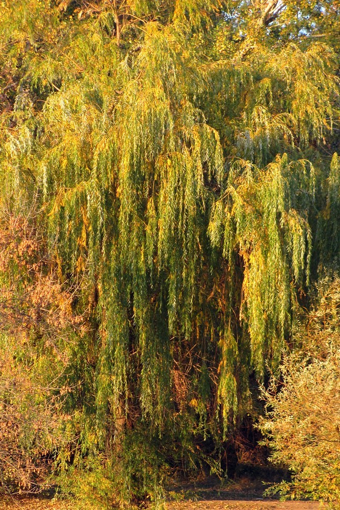 Image of Salix babylonica specimen.