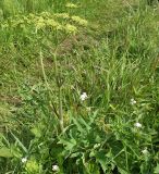 Heracleum sibiricum. Цветущее растение на пойменном лугу. Лужский р-н Ленинградской обл., середина июня.