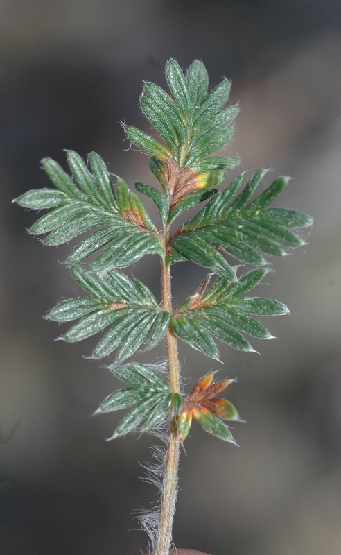 Image of Potentilla sericea specimen.