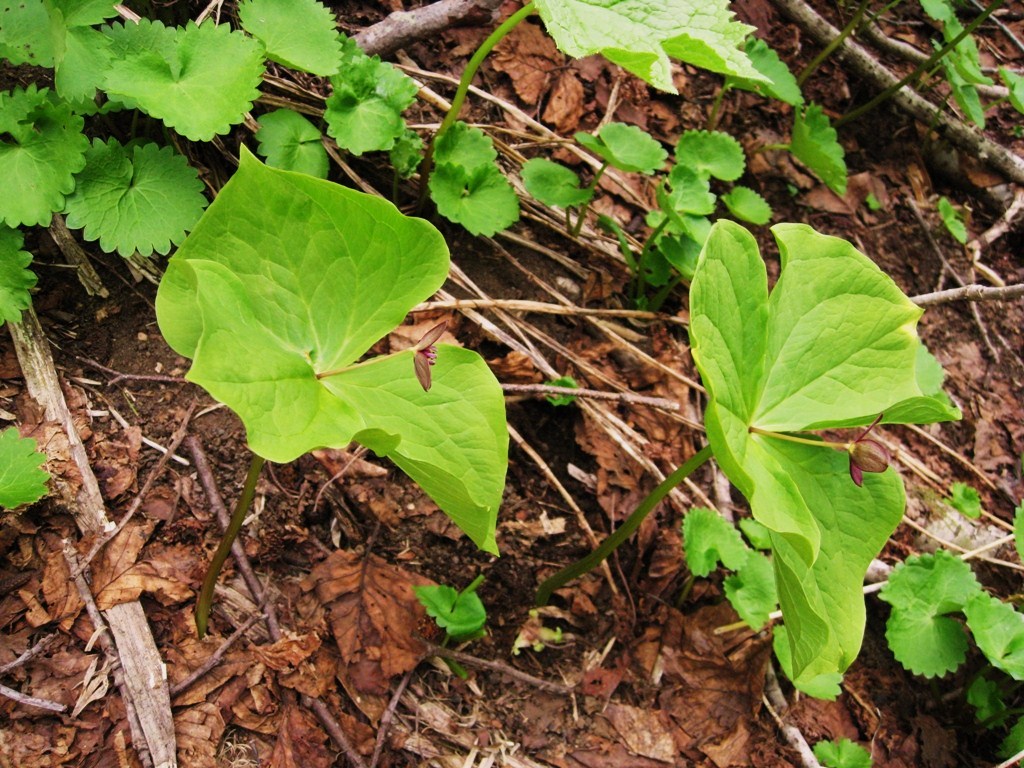 Image of Trillium apetalon specimen.