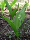 Convallaria majalis. Цветущее растение. Свердловская обл., окр. г. Североуральск, Второй Северный, на залежи. 01.06.2012.