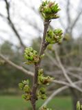 Ulmus japonica