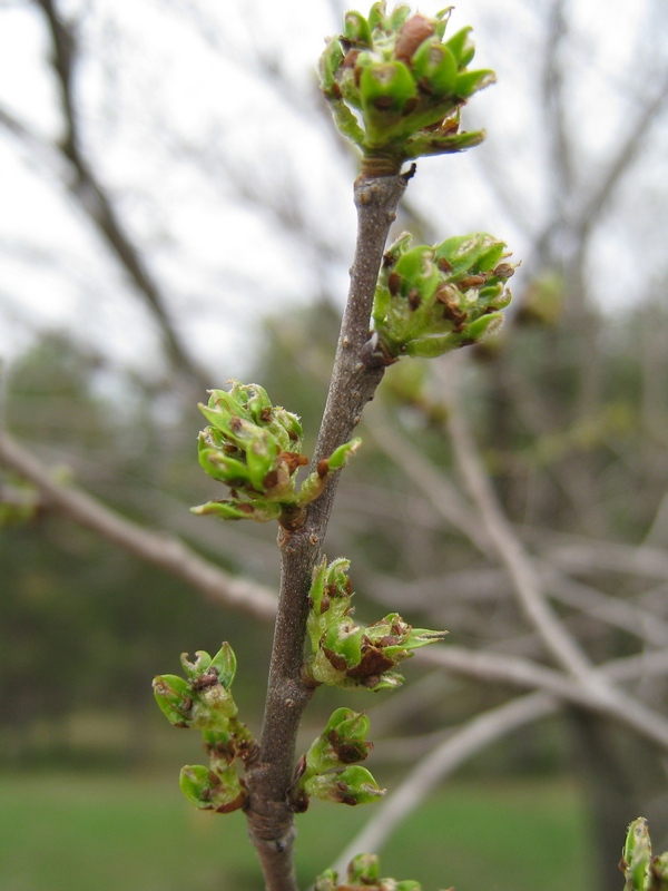 Image of Ulmus japonica specimen.