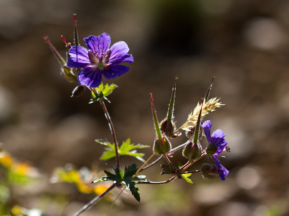 Изображение особи Geranium gymnocaulon.