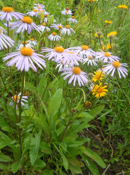 Image of genus Aster specimen.