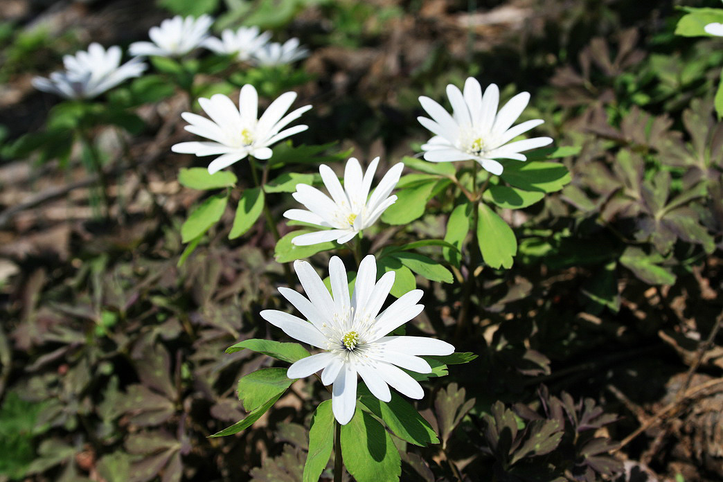 Изображение особи Anemone raddeana.