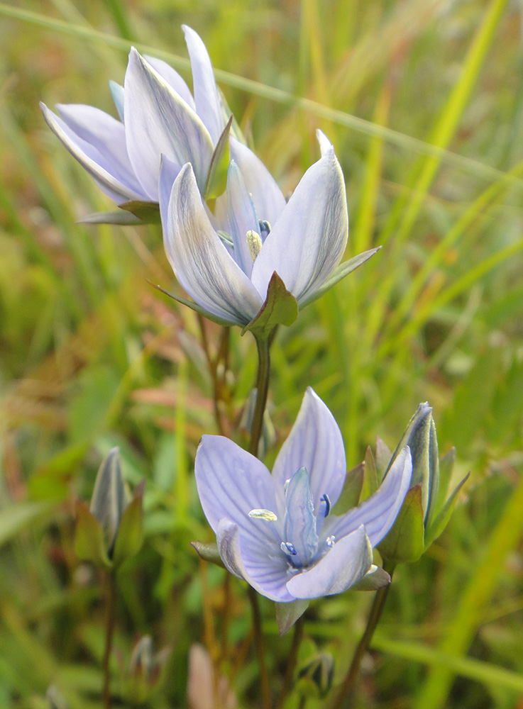 Изображение особи Lomatogonium carinthiacum.