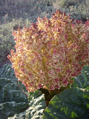 Image of Rheum tataricum specimen.