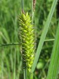 Carex riparia