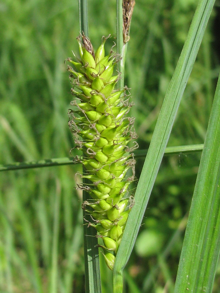 Image of Carex riparia specimen.
