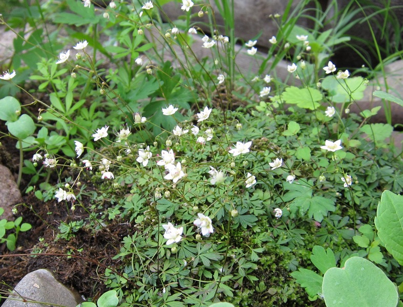 Image of Saxifraga korshinskii specimen.