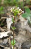 Draba muralis. Верхушка цветущего растения. Крым, Карадагский заповедник. 3 апреля 2013 г.