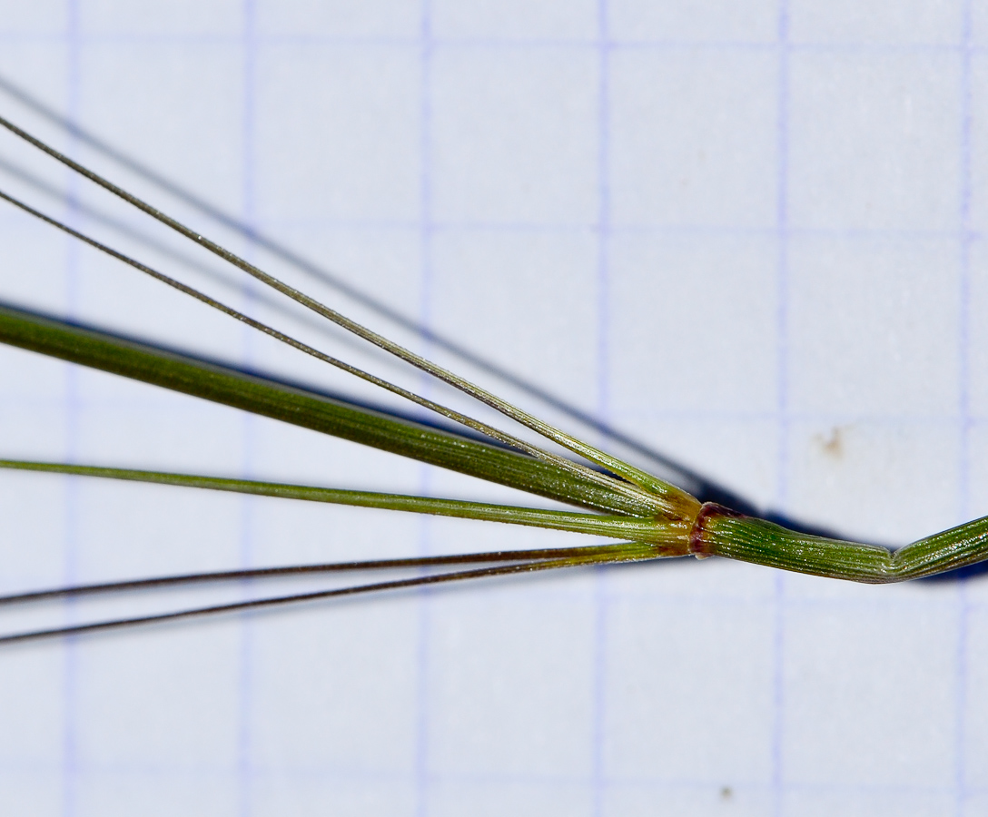 Image of Oloptum miliaceum specimen.