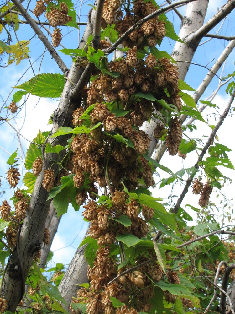 Изображение особи Humulus lupulus.