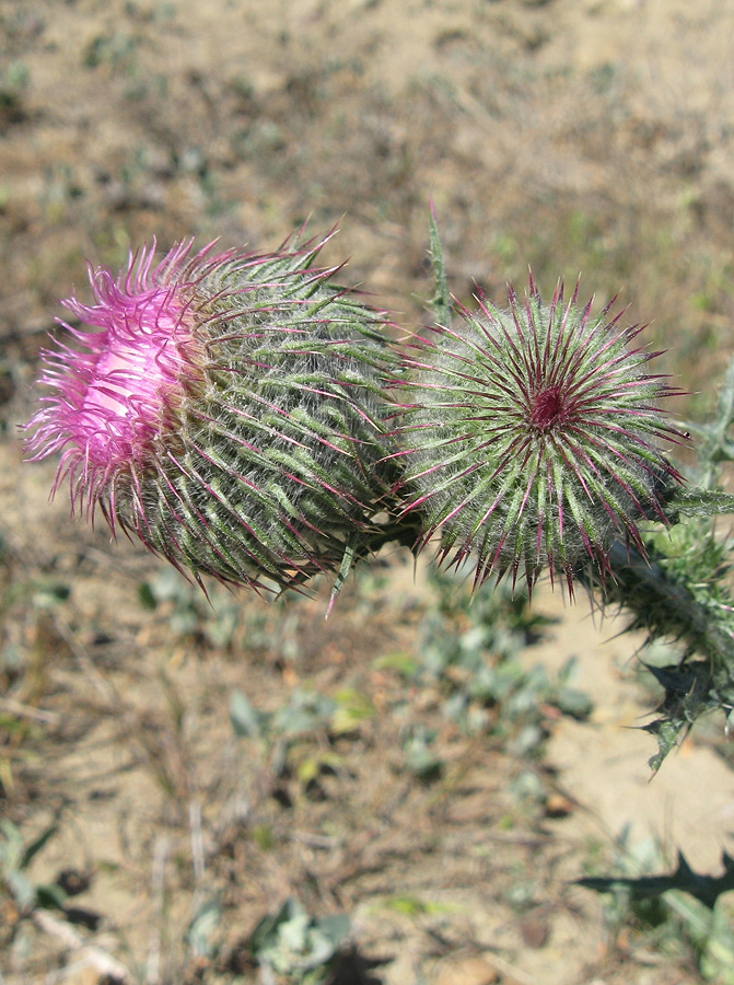 Image of Carduus uncinatus ssp. davisii specimen.