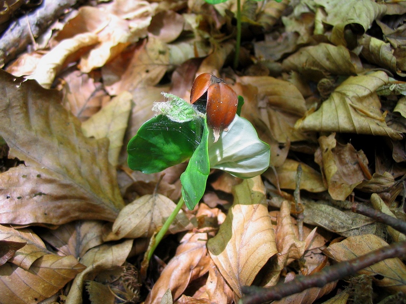 Image of Fagus sylvatica specimen.
