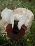 Iris elegantissima