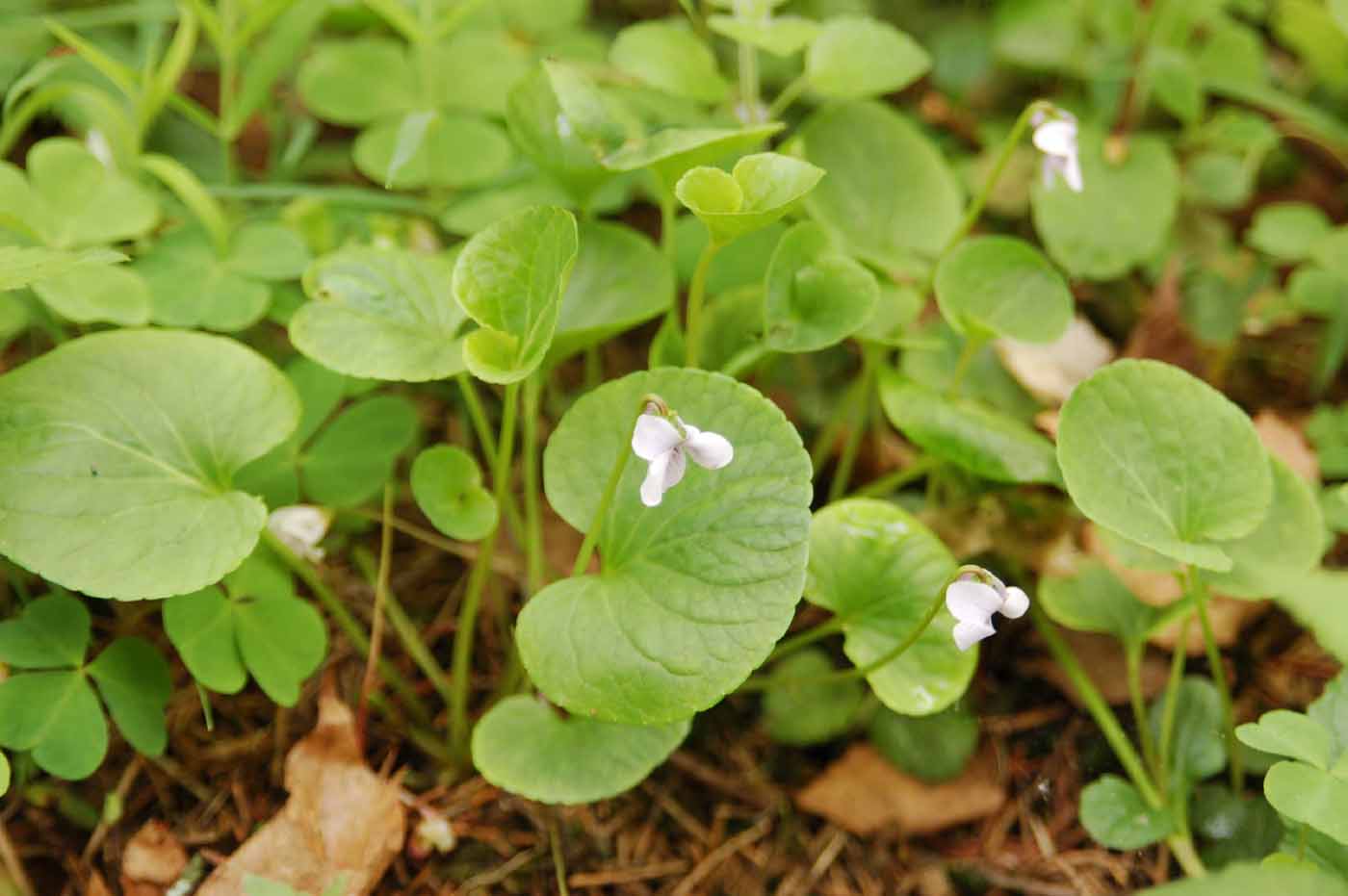 Image of Viola palustris specimen.