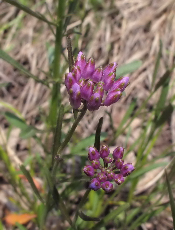 Image of Dontostemon dentatus specimen.