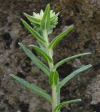 Onosma stellulata