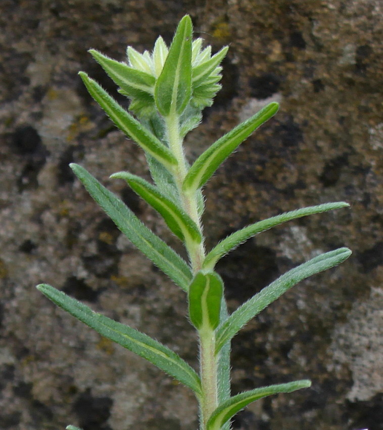 Изображение особи Onosma stellulatum.