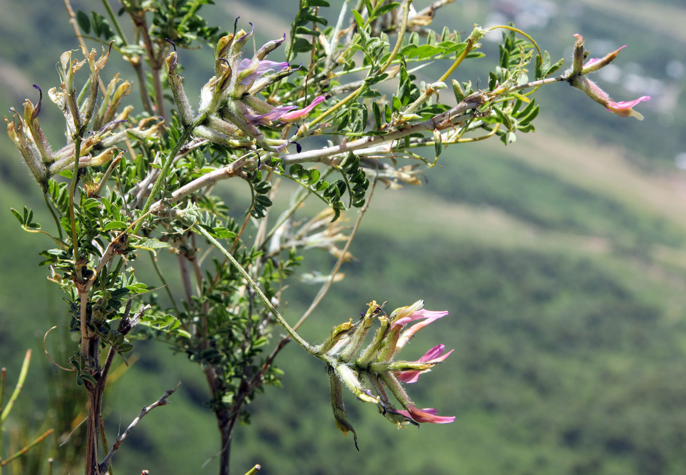 Изображение особи Astragalus variegatus.