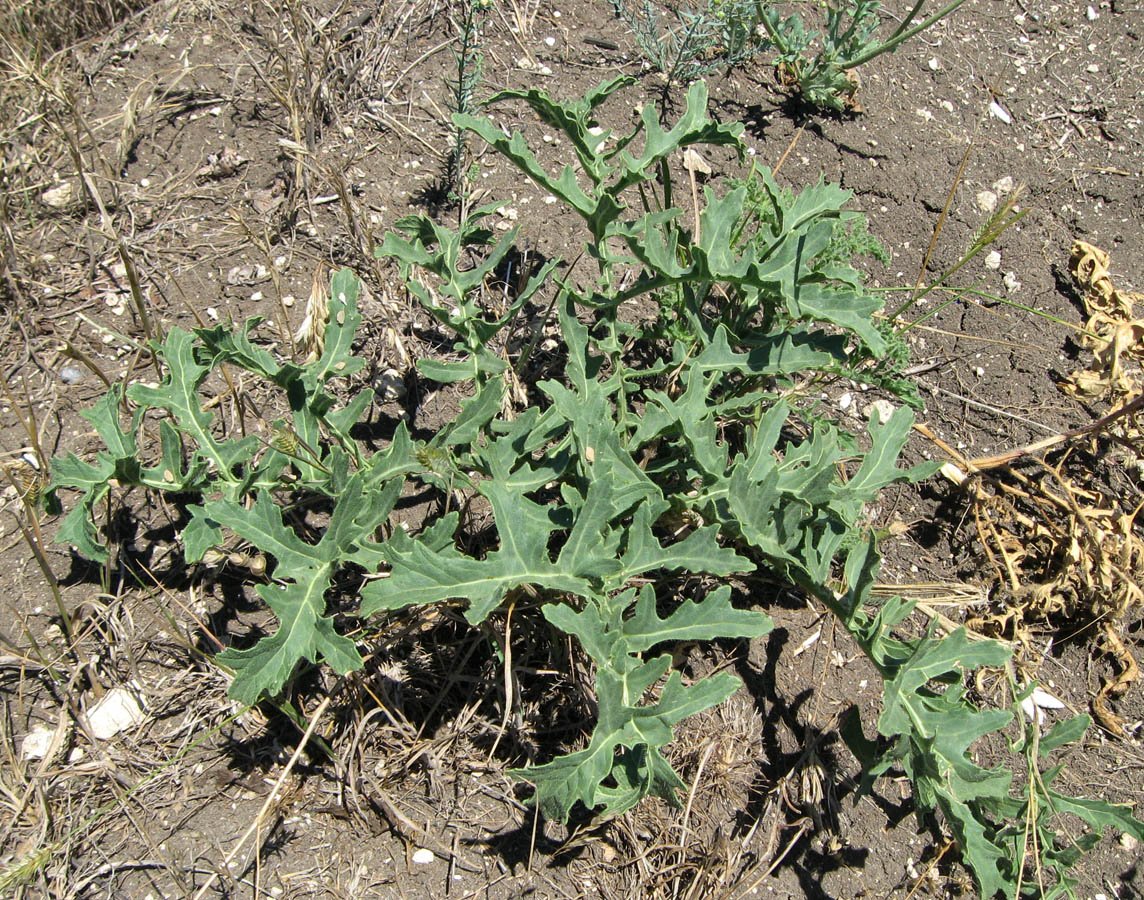 Image of Crambe aspera specimen.