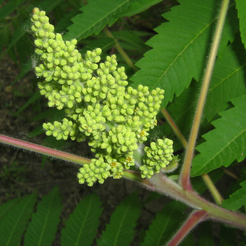 Image of Rhus typhina specimen.