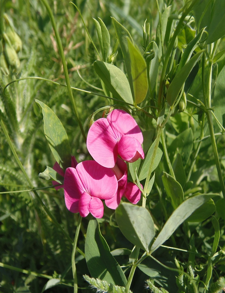 Изображение особи Lathyrus tuberosus.