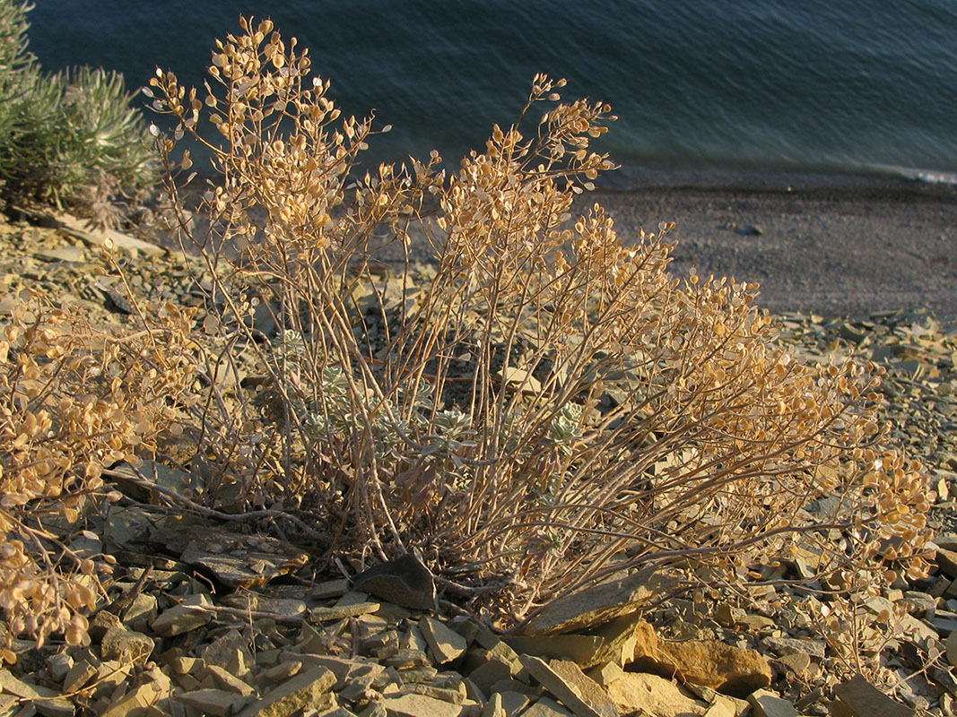 Image of Odontarrhena obtusifolia specimen.