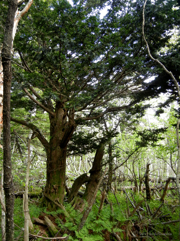 Image of Taxus cuspidata specimen.