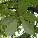 Magnolia hypoleuca