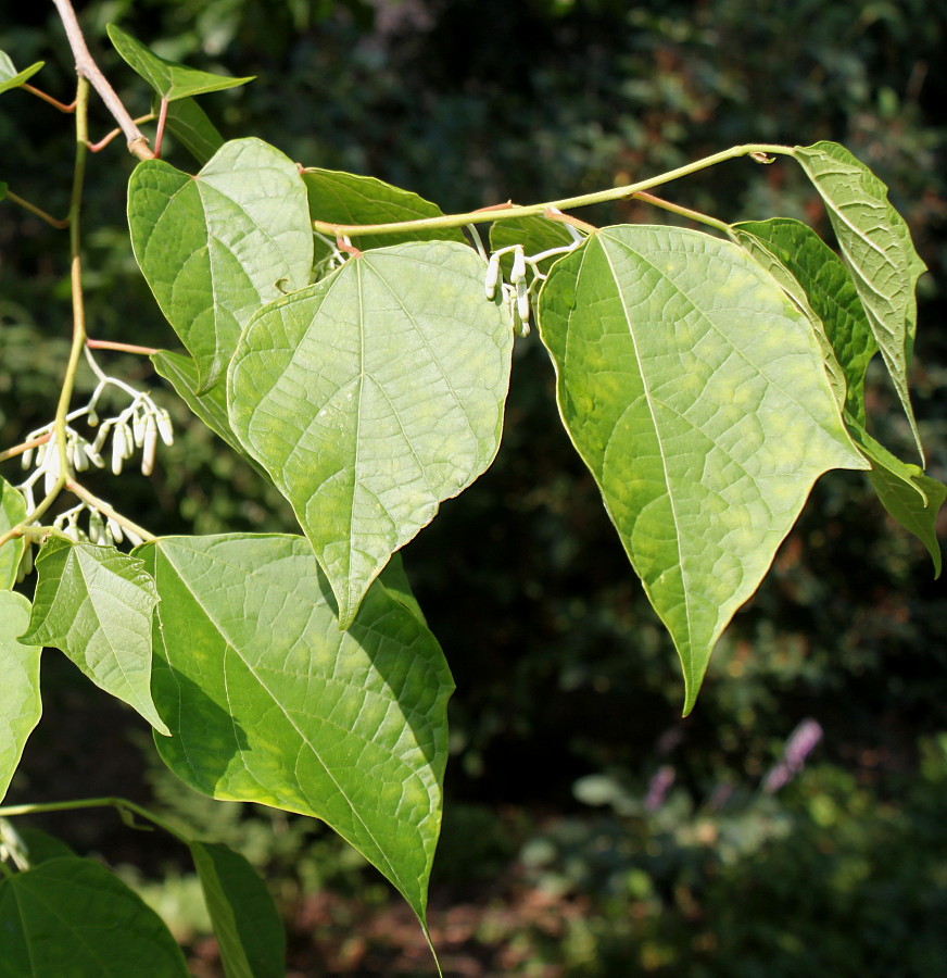Image of Alangium platanifolium specimen.