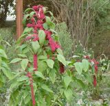 Amaranthus caudatus