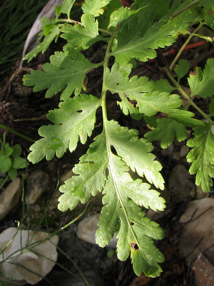 Image of Pyrethrum parthenifolium specimen.