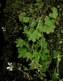 Saxifraga sibirica. Отцветающее растение. Красноярский край, Ермаковский р-н, природный парк \"Ергаки\", Западный Саян, хребет Ергаки, берег р. Тушканчик, тенистая скала. 14.08.2013.