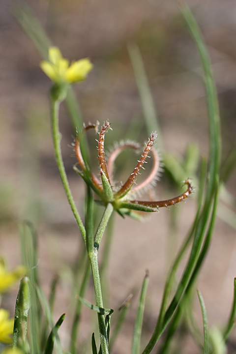 Image of Koelpinia linearis specimen.