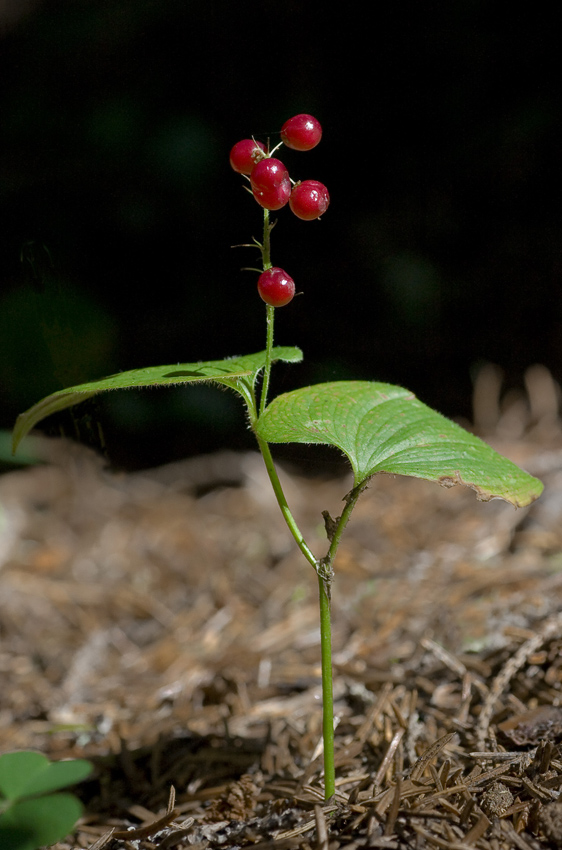 Изображение особи Maianthemum bifolium.