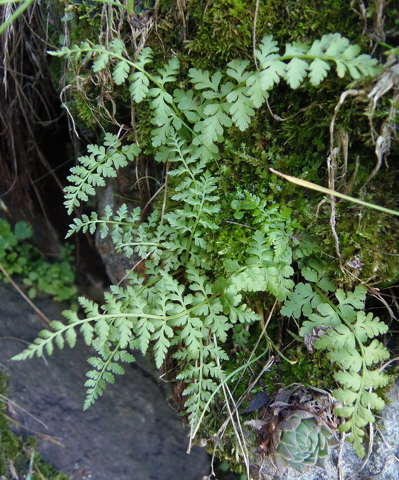 Изображение особи Cystopteris fragilis.