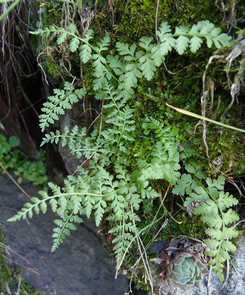 Image of Cystopteris fragilis specimen.