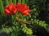 Spathodea campanulata. Верхушка побега с соцветием на фоне листа пальмы. Испания, Канарские о-ва, Тенерифе, Пуэрто-де-ла-Крус (Puerto de la Cruz), в городском озеленении. 7 марта 2008 г.