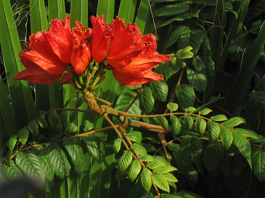 Изображение особи Spathodea campanulata.