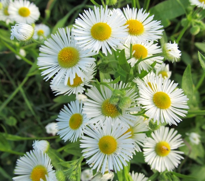 Изображение особи Erigeron annuus.