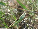 Gypsophila paniculata